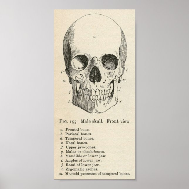 Poster vintage Skull (Framsidan)