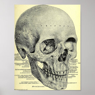 Poster vintage Skull