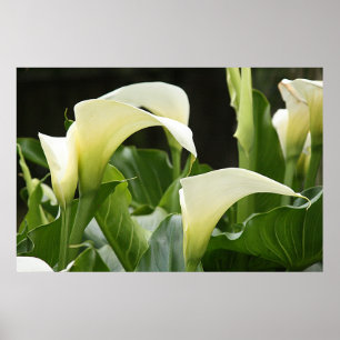 Poster, VITE CALLA LILIES_ Horisz # 1 Poster