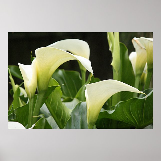 Poster, VITE CALLA LILIES_ Horisz # 1 Poster (Framsidan)