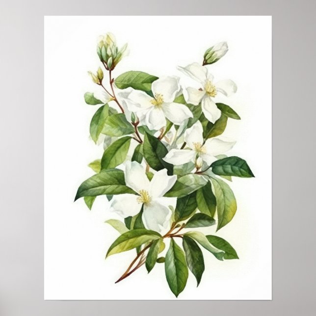 Poster White Jasmine Flowers Art Print (Framsidan)