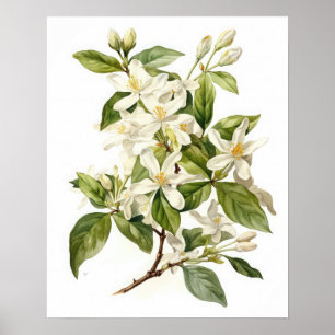 Poster White Jasmine Flowers Art Print