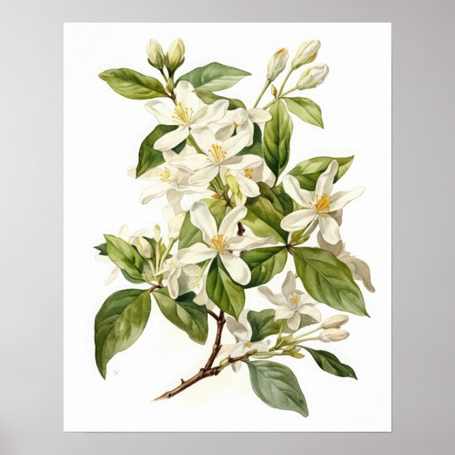 Poster White Jasmine Flowers Art Print (Framsidan)