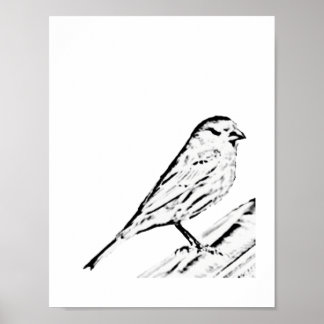 Poster - Wren till Färg