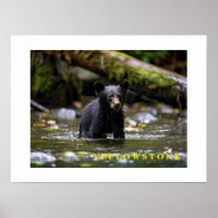 Poster Yellowstone Bear Unge