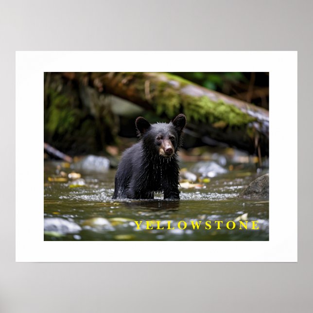 Poster Yellowstone Bear Unge (Framsidan)