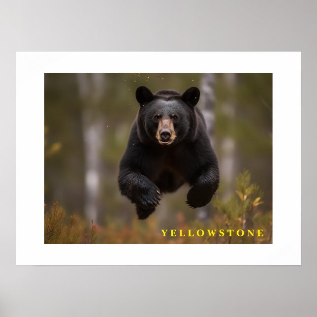 Poster Yellowstone Black Bear (Framsidan)