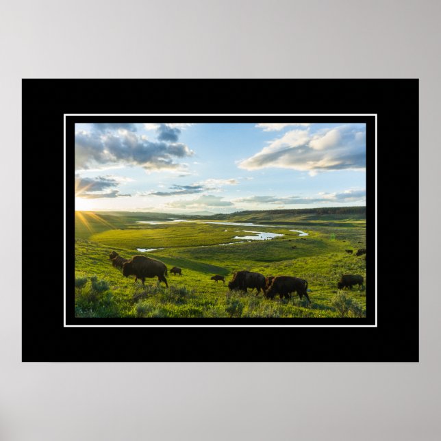 Poster Yellowstone Buffalo (Framsidan)