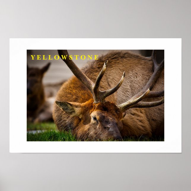 Poster Yellowstone Elk (Framsidan)