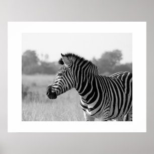 Poster Zebra Black & White Print