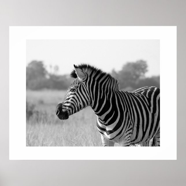 Poster Zebra Black & White Print (Framsidan)