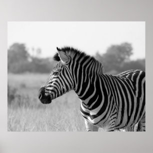 Poster Zebra Black & White Print