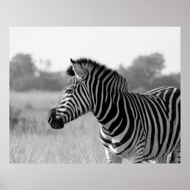 Poster Zebra Black & White Print (Framsidan)