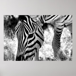 Poster Zebra nära