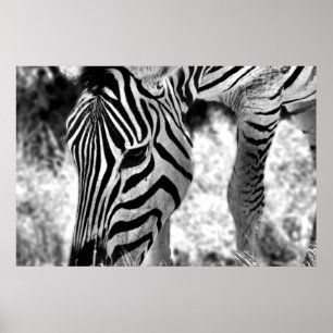 Poster Zebra nära