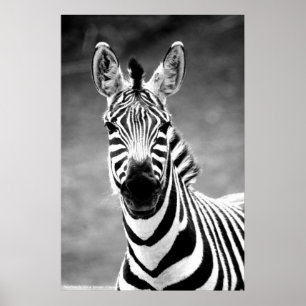 POSTER ZebraPhoto av John A. Sylvester