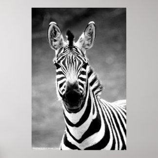 POSTER ZebraPhoto av John A. Sylvester