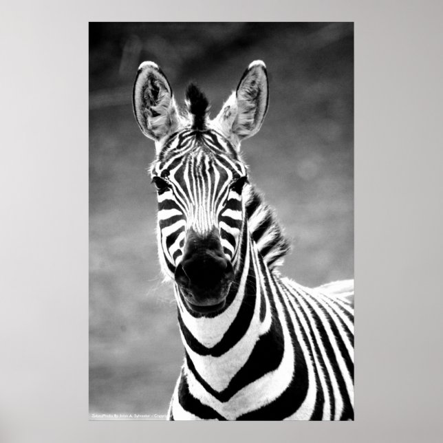 POSTER ZebraPhoto av John A. Sylvester (Framsidan)