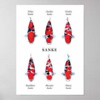 Posterart av japansk koifisk: Sanke Poster