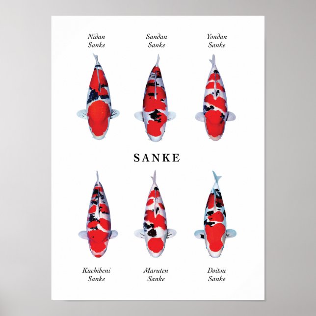 Posterart av japansk koifisk: Sanke Poster (Framsidan)