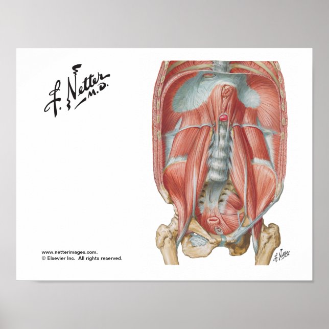 Posterior Abdominal Wall Poster (Framsidan)