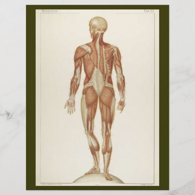 Posterior Muscles Flyer (Framsidan)