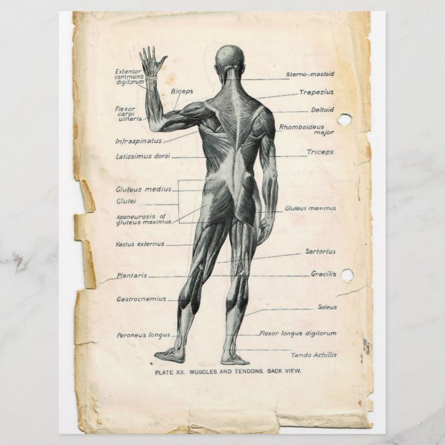 Posterior Muscles Flyer (Framsidan)