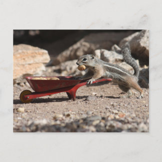 Posterkort för ekorrsubstans vykort