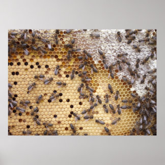 Posters De Abejas Panal