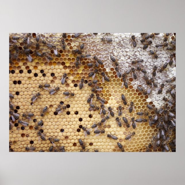 Posters De Abejas Panal (Framsidan)