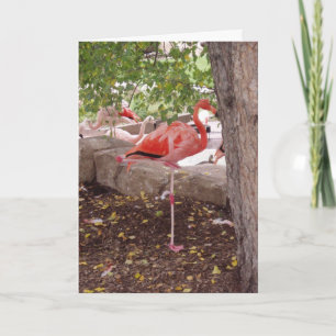 "Posting Flamingo" - tackkort Kort
