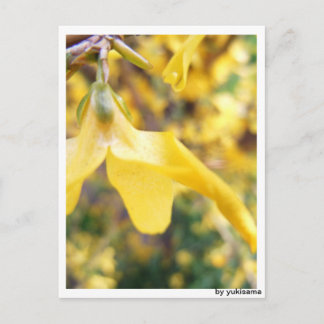 Postkarte - Belbe Blüte Vykort