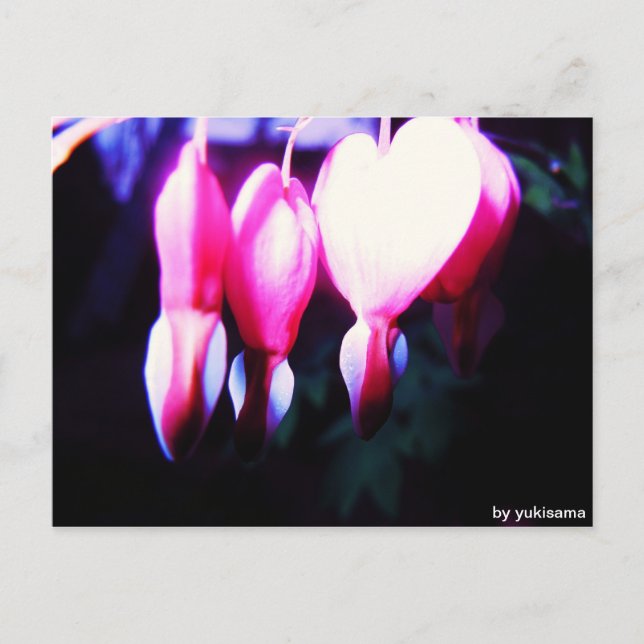 Postkarte - Blumenherzen Vykort (Framsida)