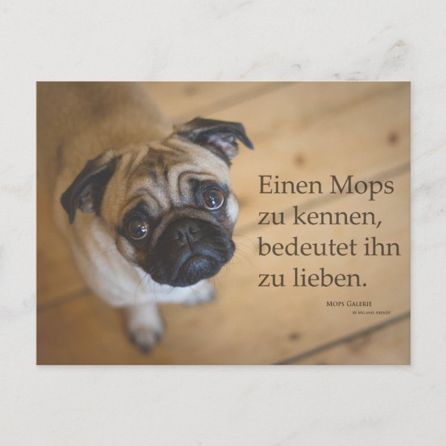 Postkarte "Einen Mops zu kennen .... Vykort (Framsida)
