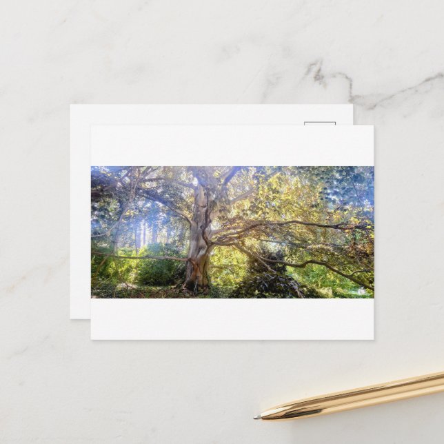 Postkarte Großer Laubbaum Vykort (Fram/Back In Situ)