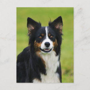 Postkarte/Hunde Gräns Collie Porträtt Vykort
