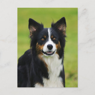 Postkarte/Hunde Gräns Collie Porträtt Vykort
