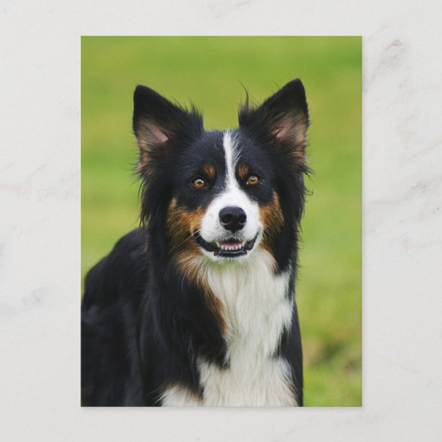 Postkarte/Hunde Gräns Collie Porträtt Vykort (Framsida)