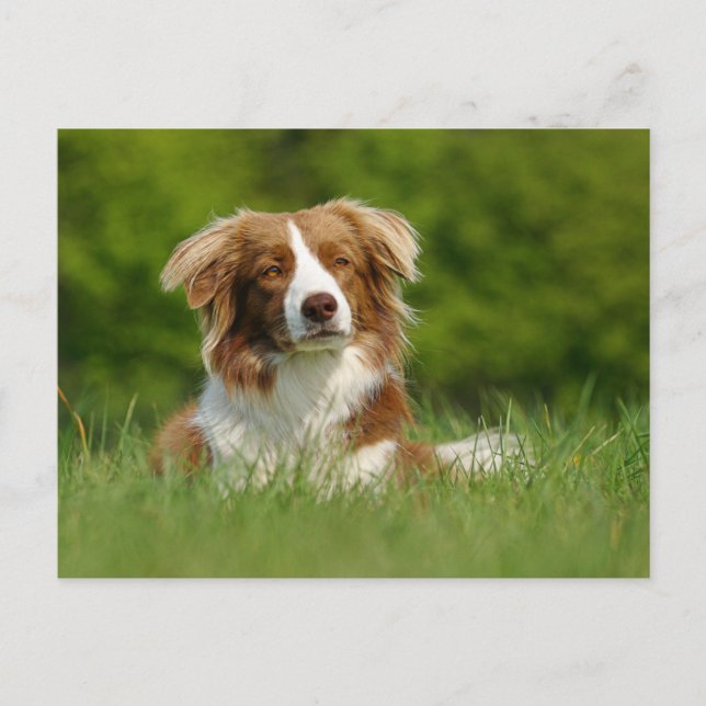 Postkarte/Hunde Gräns Collie Porträtt Vykort (Framsida)