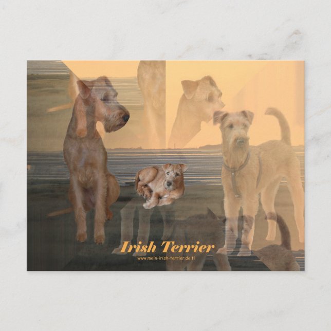 Postkarte ’Irish Terrier’ Vykort (Framsida)
