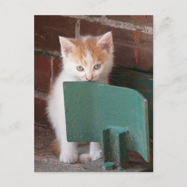 Postkarte "junge Katze" Vykort (Framsida)