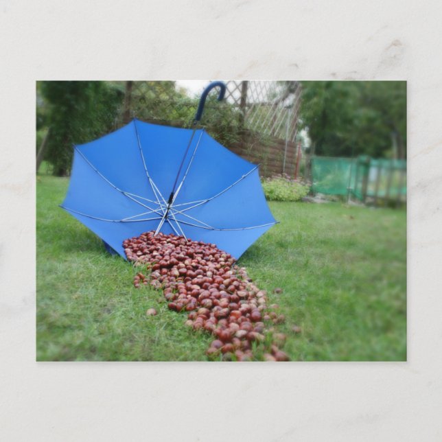 Postkarte - Kastanisammeln Vykort (Framsida)