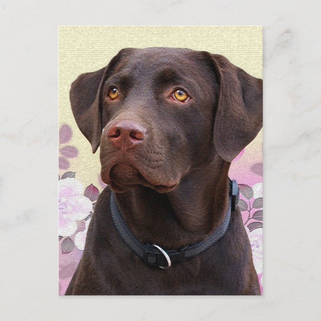 Postkarte Labrador Lorenzo Vykort (Framsida)