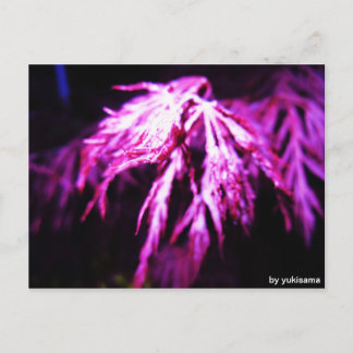 Postkarte - Lila Pflanze bei Nacht Vykort