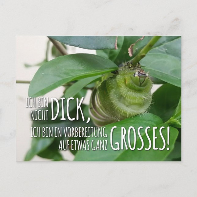 Postkarte mit Raupe & Humor  Vykort (Framsida)