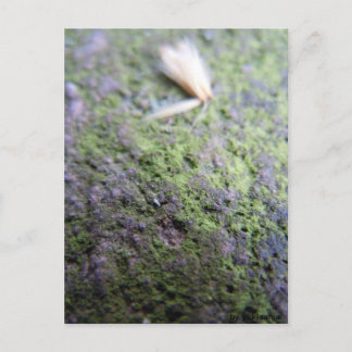 Postkarte - Moß&Pollen Vykort