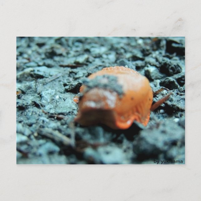 Postkarte - Nacktschnecke II Vykort (Framsida)