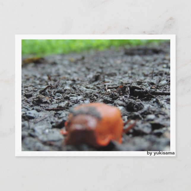 Postkarte - Nacktschnecke Vykort (Framsida)