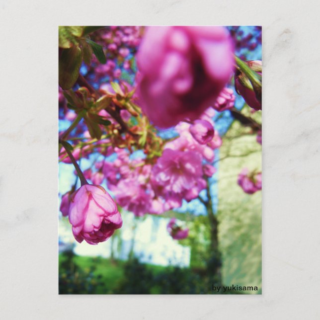 Postkarte - Rosa Blumen Vykort (Framsida)