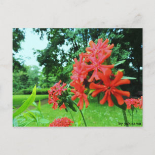 Postkarte - Rote Blume Vykort